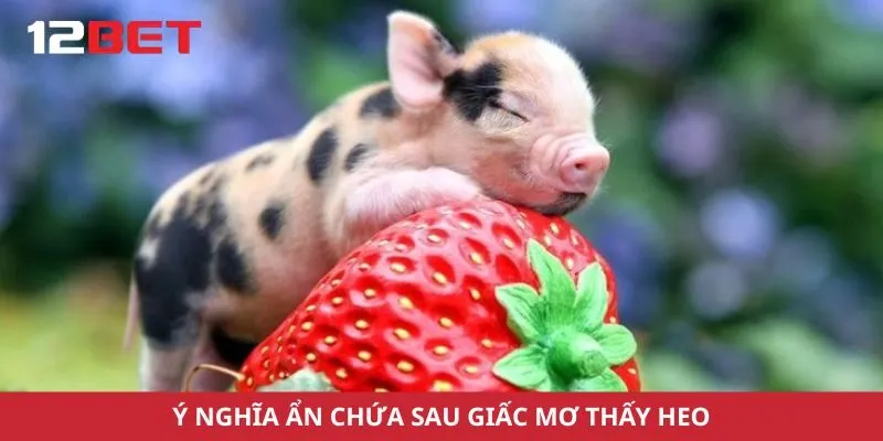 Ý nghĩa ẩn chứa sau giấc mơ thấy heo